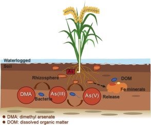 Pupuk NPK Phonska Plus 15-15-15