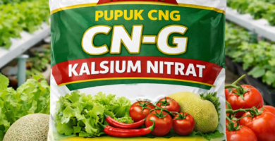 Pupuk kalsium nitrat