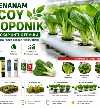 Cara Menanam Pakcoy Hidroponik