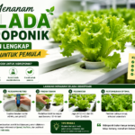 Cara Menanam Selada Hidroponik: Panduan Lengkap untuk Pemula