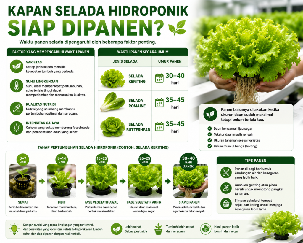 Cara Menanam Selada Hidroponik
