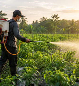Petani menyemprot tanaman menggunakan power sprayer di lahan pertanian